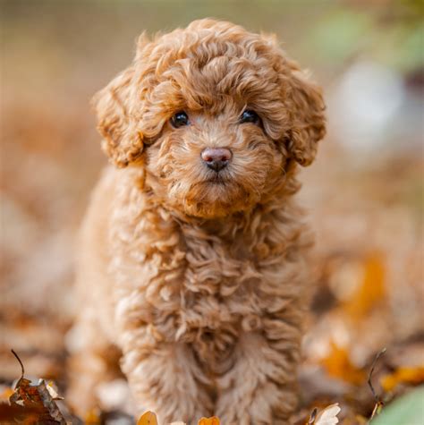 Cool Mini Toy Poodle