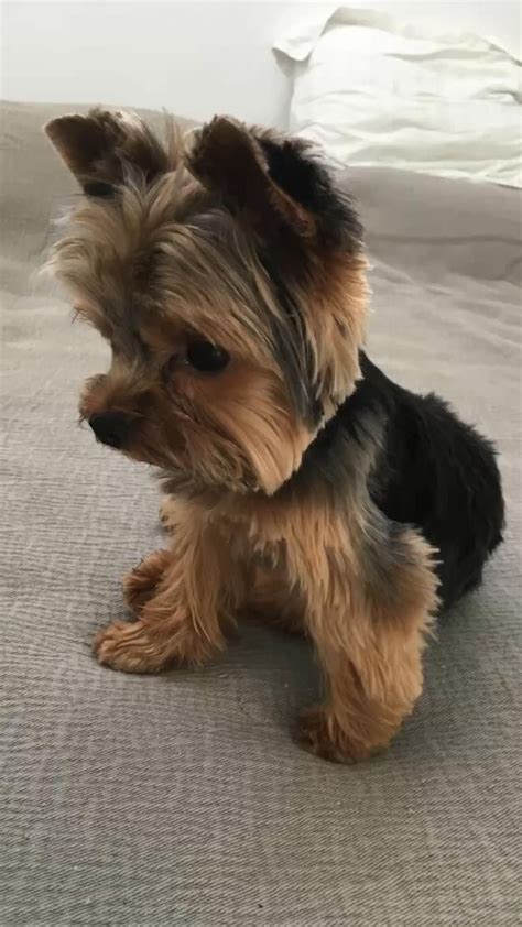 Cool Mini Yorkie Dog