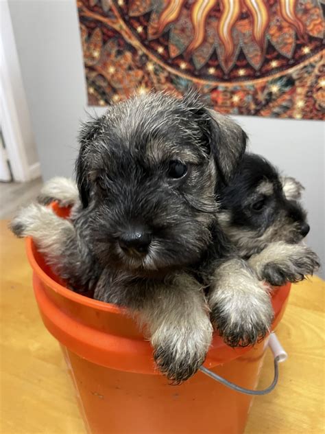 Cool Miniature Dogs For Sale