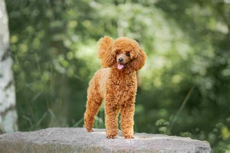 Cool Miniature Toy Poodle