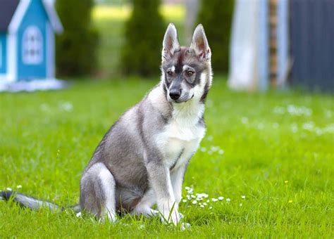 Cool Mixed Husky