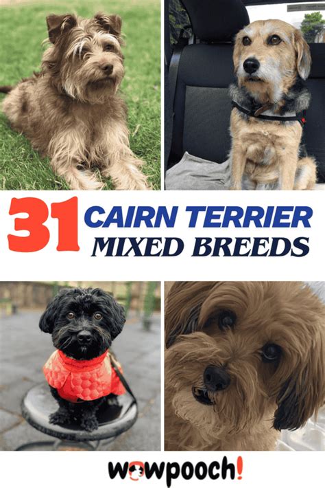 Cool Mixed Terrier