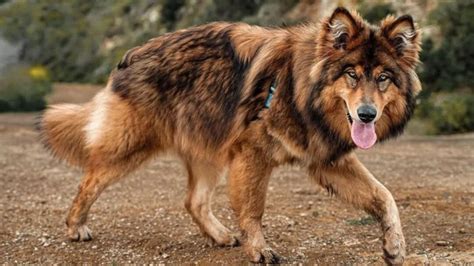 Cool Native American Indian Dog