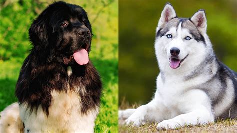 Cool Newfoundland Husky Mix