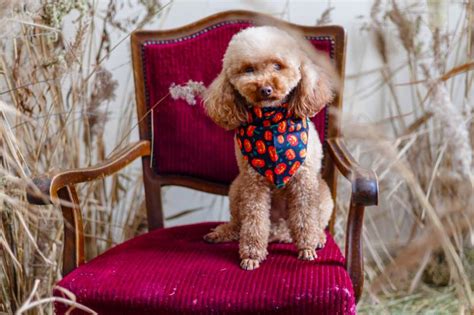 Cool Pocket Poodle