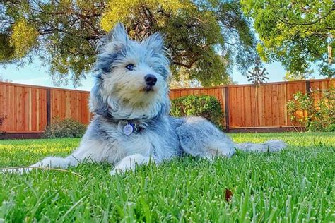 Cool Poodle Mix Husky