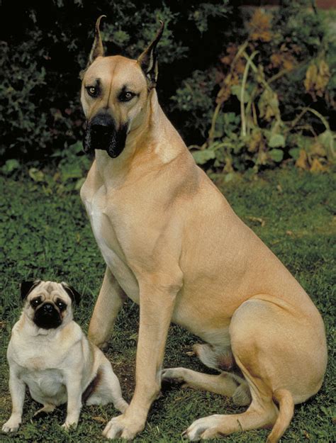 Cool Pug Cross Great Dane