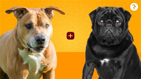 Cool Pug Pitbull Mix