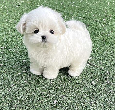 Cool Real Teacup Dogs For Sale