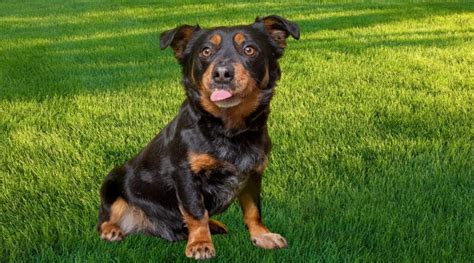 Cool Rottweiler Corgi
