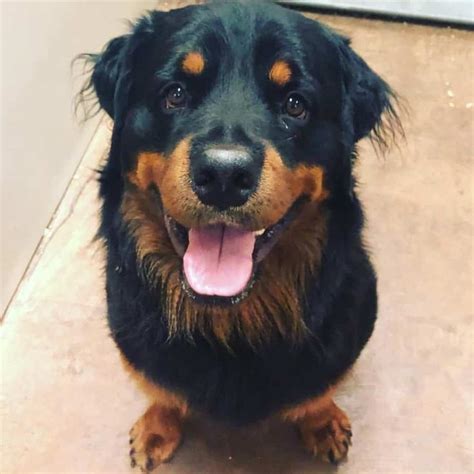 Cool Rottweiler Retriever Mix