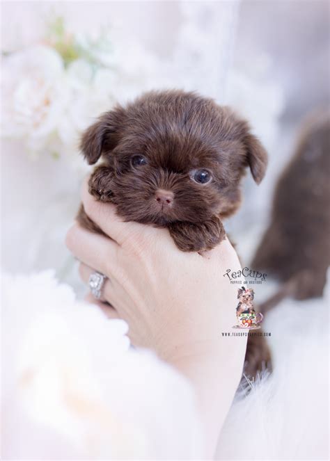 Cool Shih Tzu Mini For Sale