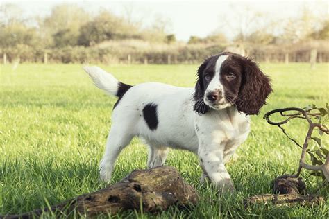 Cool Should I Get A Springer Spaniel