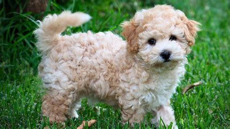 Cool Small Cross Breed Dogs