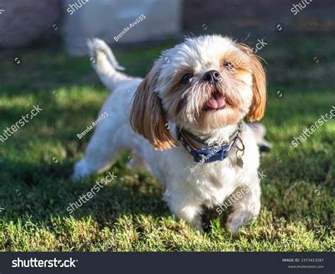 Cool Small Shih Tzu