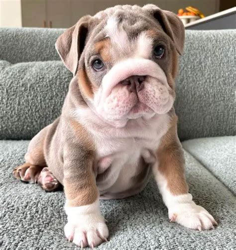 Cool Smelliest Dog