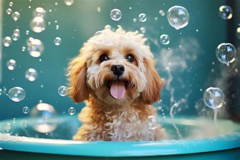 Cool Spas For Dogs
