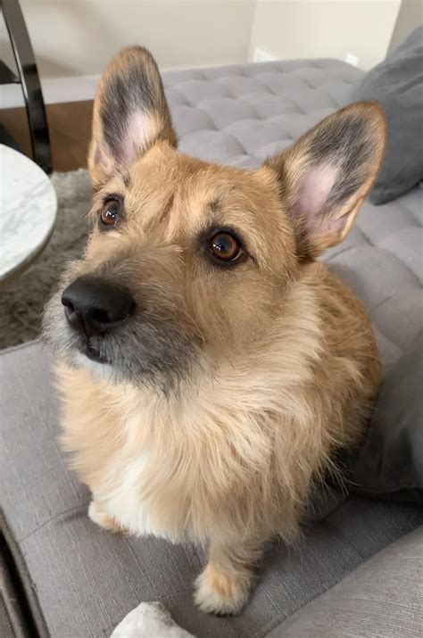 Cool Terrier Corgi Mix