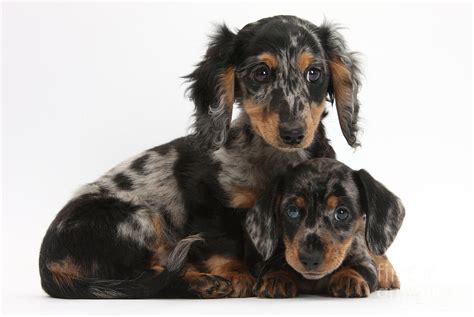 Cool Tri Colored Dachshund