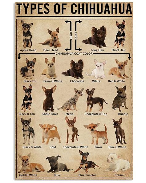 Cool Types Of Chihuahua