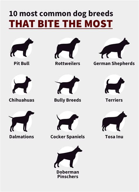Cool Worst Dog Breeds For Biting