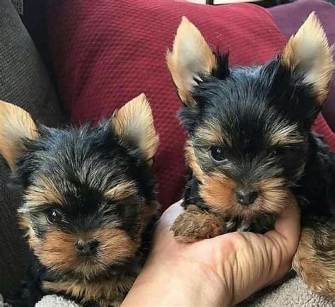Cool Yorkies For Sale