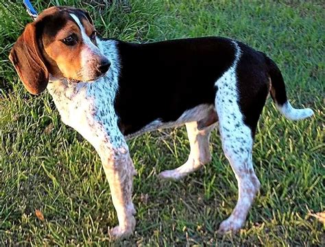 Coonhound Foxhound Beagle Mix: A Unique And Lovable Breed