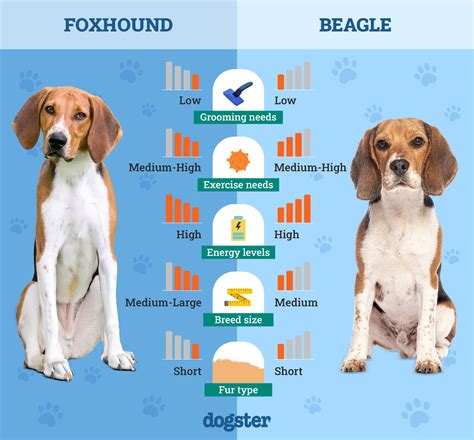 Foxhound in Utah in 2020 Treeing walker coonhound, Walker coonhound