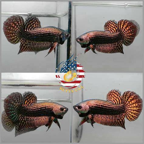 Copper Alien Betta