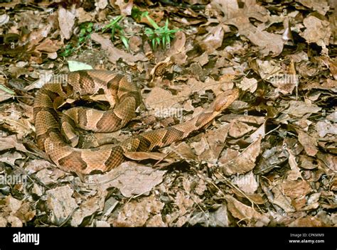 Copperhead In Leaves