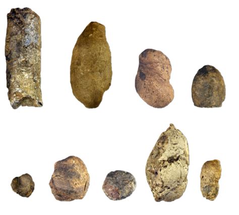 Coprolite Shapes