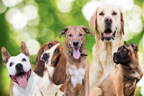 Copyright Free Images Of Dogs