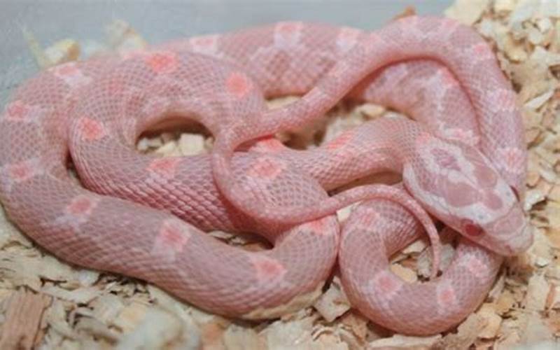 Coral Snow Corn Snake: Everything You Need to Know