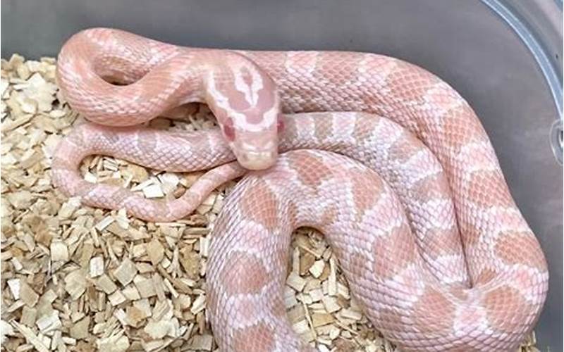 Coral Snow Corn Snake Reproduction