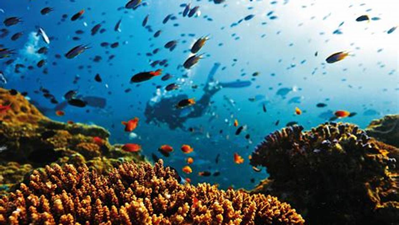 Coral Reefs, Tourist Destination
