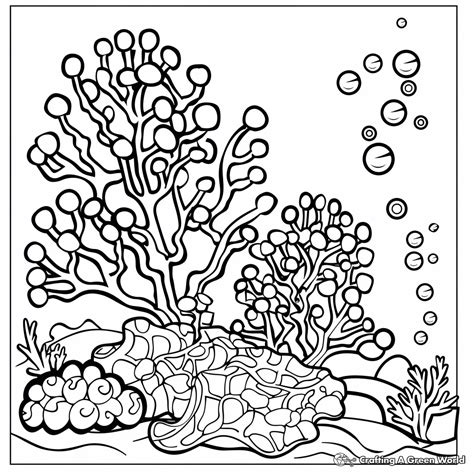 Coral Reef Animals Coloring Pages