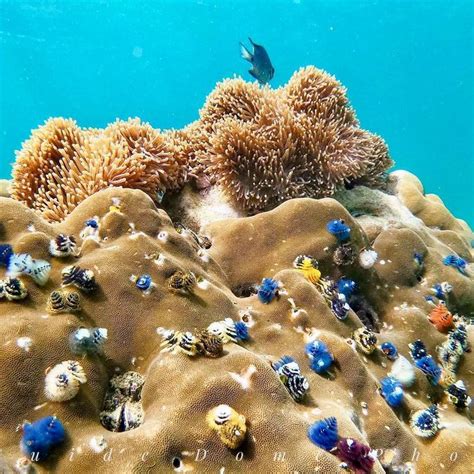 Coral Reef Phuket