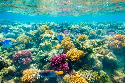 Coral Reef Red Sea
