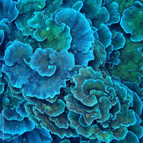 Coral Reef Texture