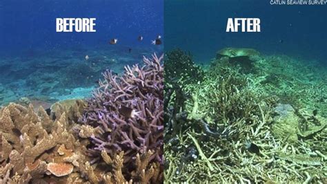 Damaged coral reef