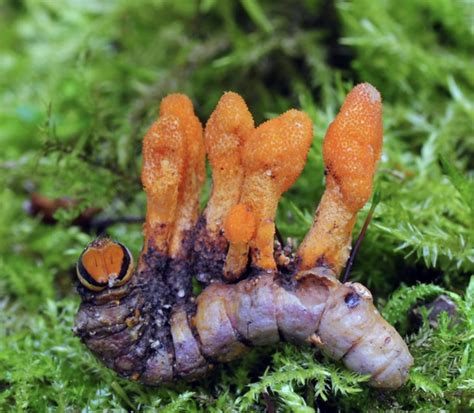 Cordyceps Mushroom