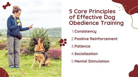 Core Principles of Effective Lucky Dog Training