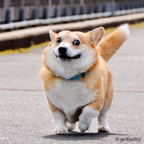 Corgi Dog Meme