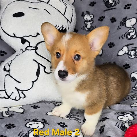 Pembroke Welsh For Sale in Arizona (37) Petzlover