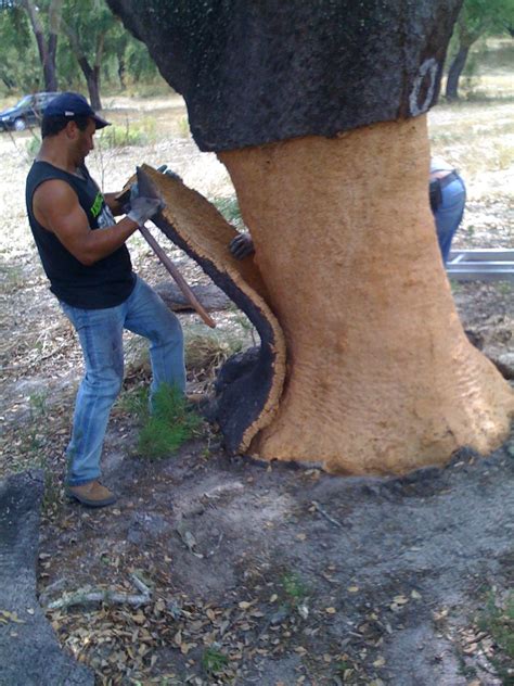 Cork Harvesting