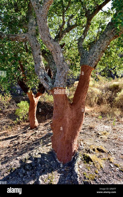 Cork Trees