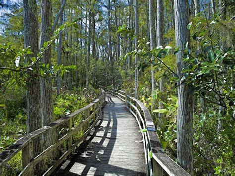 Corkscrew Swamp Sanctuary boardwalk