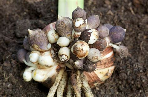 Corms