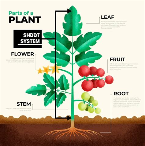 Corms: Compact Powerhouses