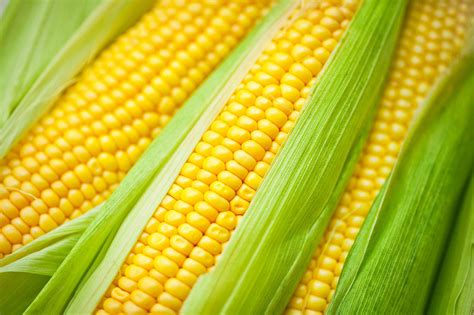 Corn